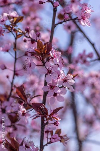 Canadian black plum Prunus nigra light pink flowers in bloom, beautiful flowering ornamental shrub with brown red leaves