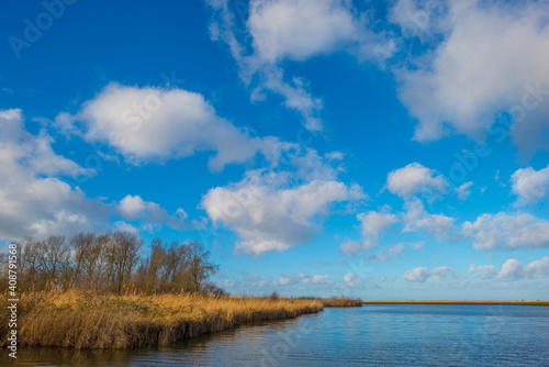 The reedy edge of a lake in a green grassy field in wetland in sunlight under a blue sky in winter, Almere, Flevoland, The Netherlands, January 24, 2021