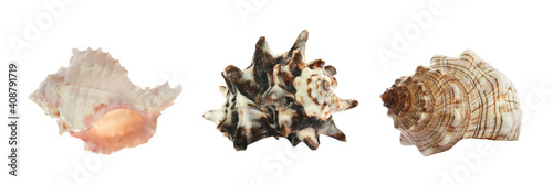 Fotografie, Obraz Set of different beautiful sea shells on white background