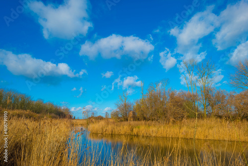 Reedy edge of a canal in a green grassy landscape in wetland in sunlight under a blue sky in winter, Almere, Flevoland, Netherlands, January 24, 2021