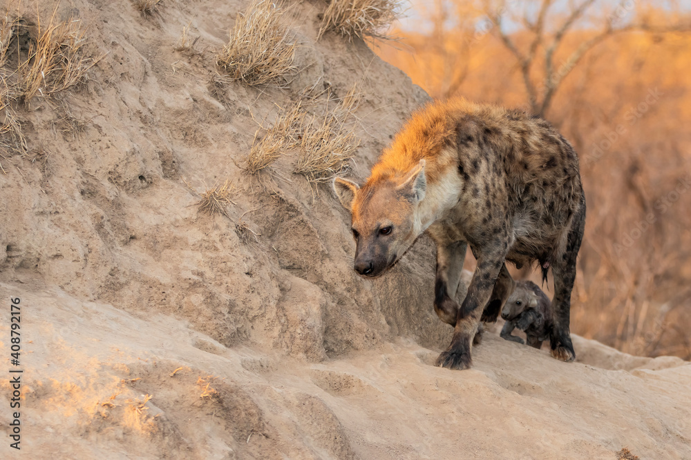 Hyena family coming out of the den early in the morning in the warm light of the sunrise in Sabi Sands game reserve in the Greater Kruger Region in South Africa Hyena family coming out of the den early in the morning in the warm light of the sunrise in Sabi Sands game reserve in the Greater Kruger Region in South Africa