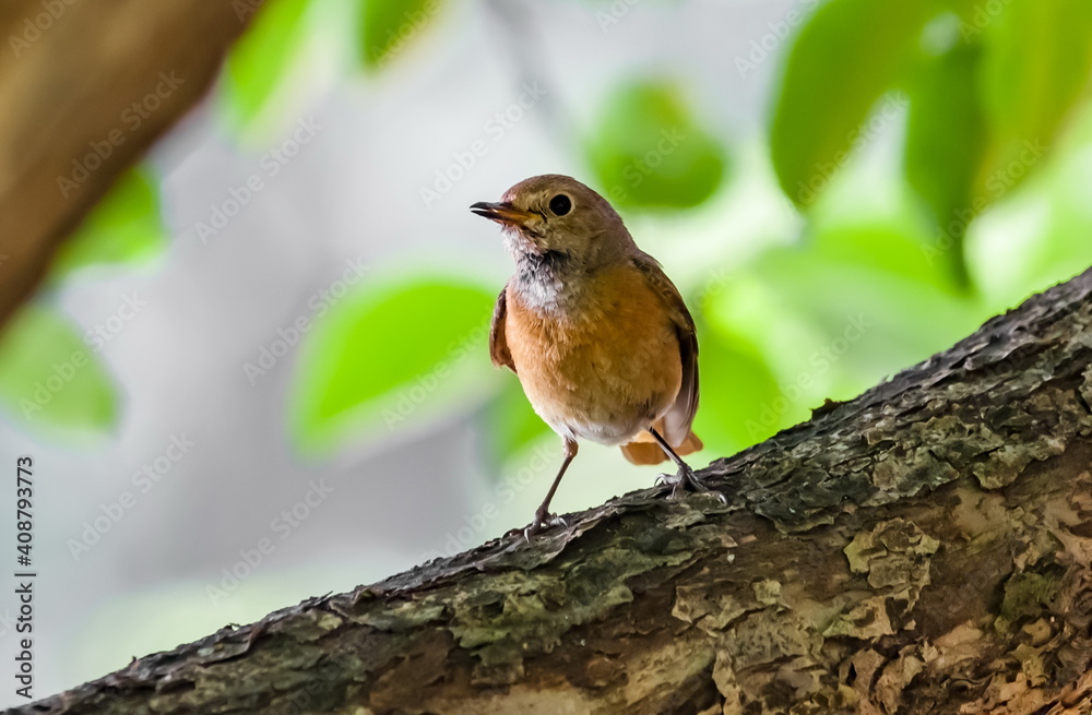 Bird redstart ordinary close-up in summer on the branch of an apple tree against the background of green foliage Bird redstart ordinary close-up in summer on the branch of an apple tree against the background of green foliage