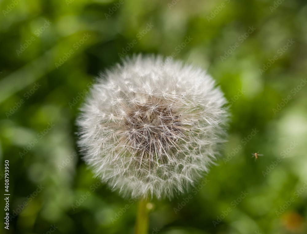 Dandelion flowers closeup on green background Dandelion flowers closeup on green background