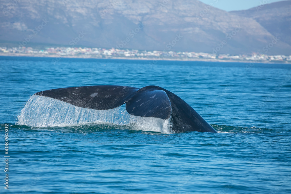 Fototapeta premium Whale tale in the ocean in Hermanus of South Africa