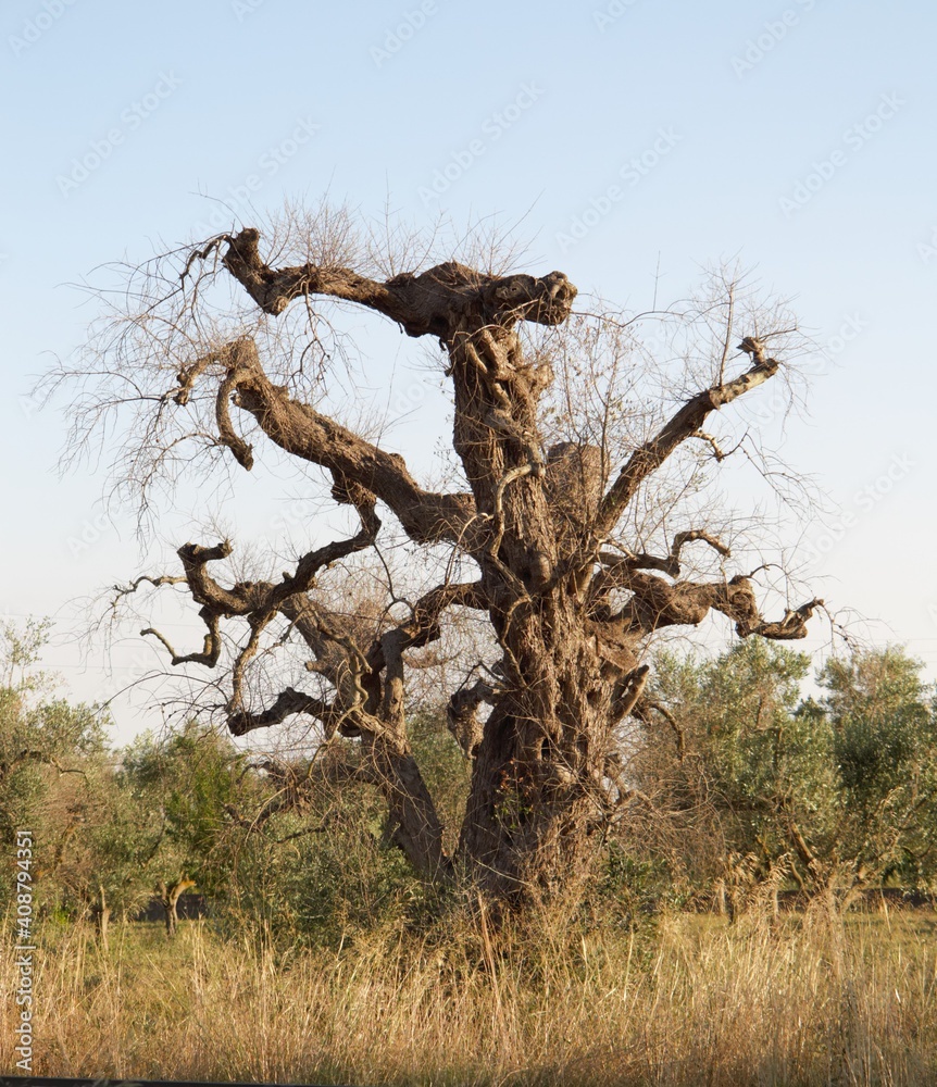 albero di ulivo ucciso dalla xilella in Puglia albero di ulivo ucciso dalla xilella in Puglia