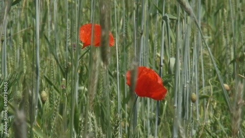 poppies blooming in corn field secale cereale - close up. Winter rye is any breed of rye planted in the fall to provide ground cover for the winter