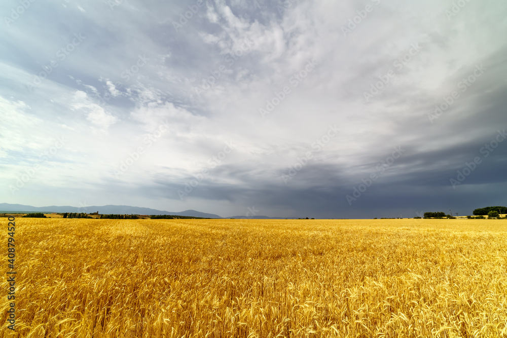 Cereal farming, spike field with cloudy storm sky.
Cereal farming, spike field with cloudy storm sky.