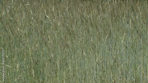 corn field (rye) waving in wind.  Rye grain is used for flour, rye bread, rye beer, whiskey, vodka and animal fodder.