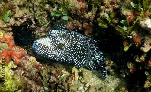 Costa Rica Pacific sea life/underwater