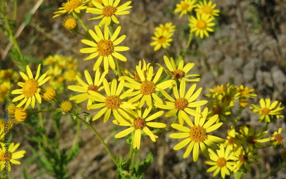 Yellow ragwort flowers in the meadow, closeup Yellow ragwort flowers in the meadow, closeup