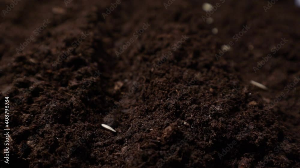 Farmer hands planting cucumber seeds in the spring garden. Farmer hands planting cucumber seeds in the spring garden.