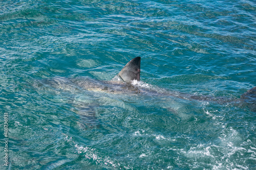 Shark coming to the surface in Gansbaai of South Africa…