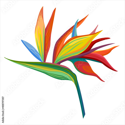 Vector illustration strelizua flower. Colored flat, cartoon stylе on white background.