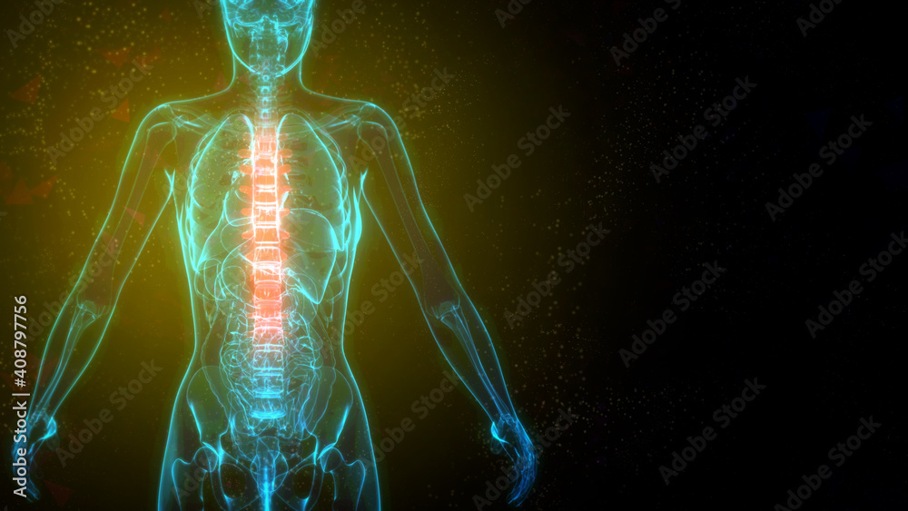 medicine 3d illustration, Thoracic, middle zone of backbone on x-ray ...