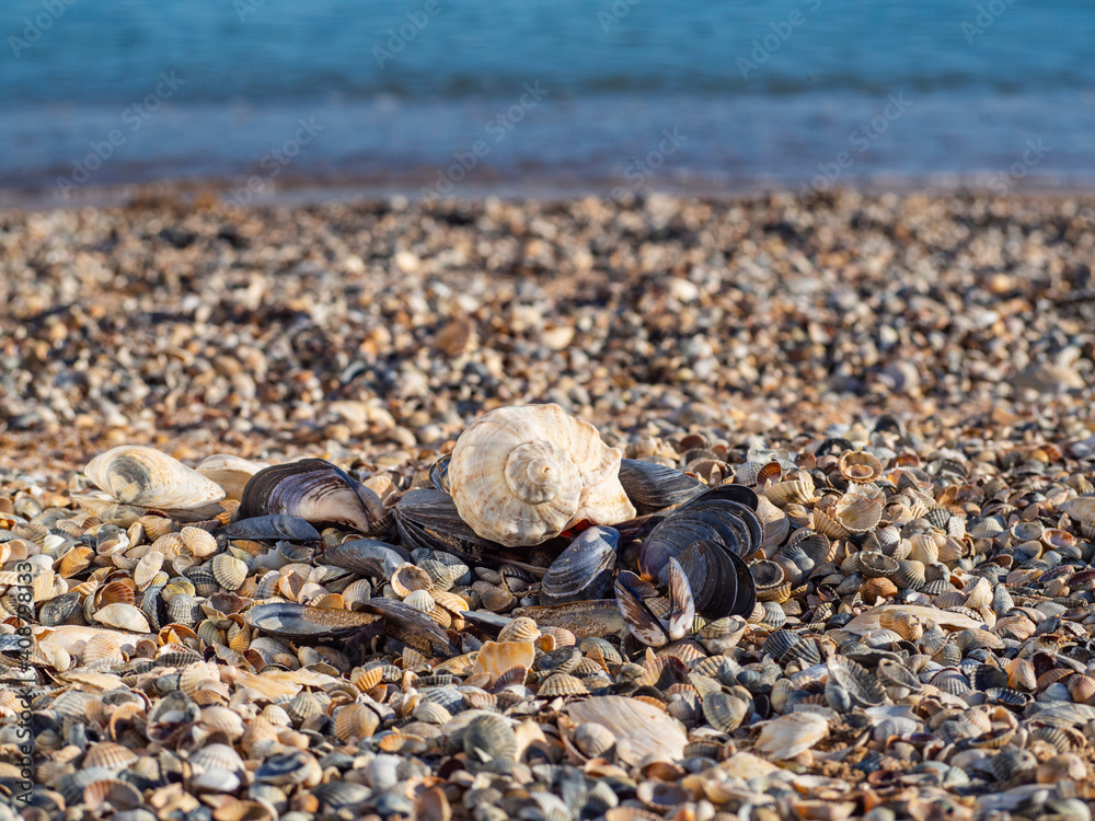 Sea beach of seashells. Close-up of a pile of shells on the beach.