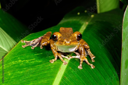 Sri Lanka Ruderfrosch // Sri Lanka whipping frog (Polypedates cruciger) - Sri Lanka photo
