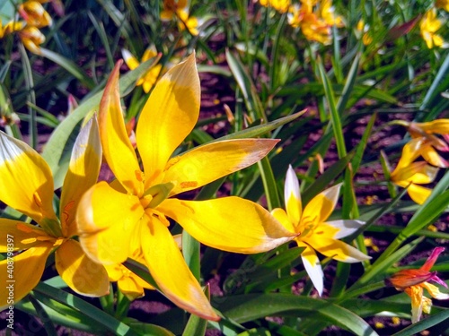 A close-up view of a very beautiful Tulipa biebersteiniana flower.
