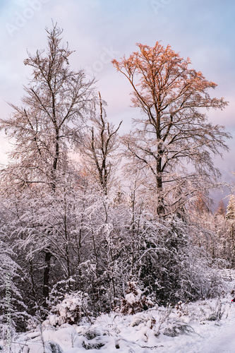 Wallpaper Mural View to snow-covered trees in the Taunus / Germany in the warm evening light  Torontodigital.ca