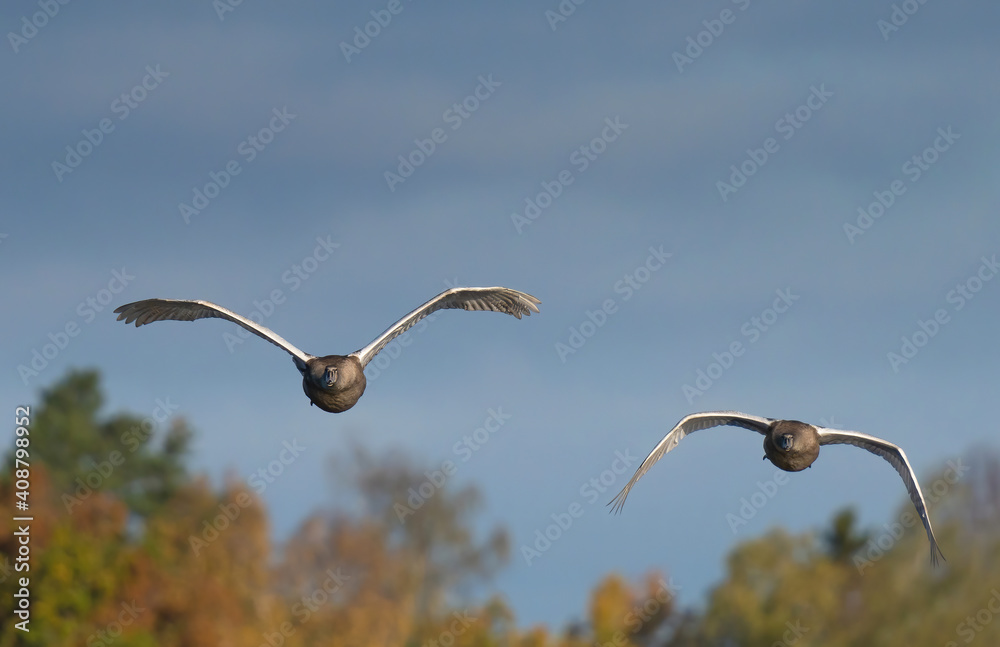 The mute swan (Cygnus olor) is a species of swan and a member of the waterfowl family Anatidae. The mute swan (Cygnus olor) is a species of swan and a member of the waterfowl family Anatidae.