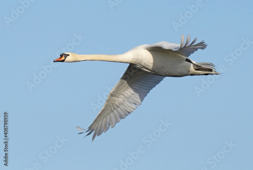 The mute swan  Cygnus olor  is a species of swan and a member of the waterfowl family Anatidae.