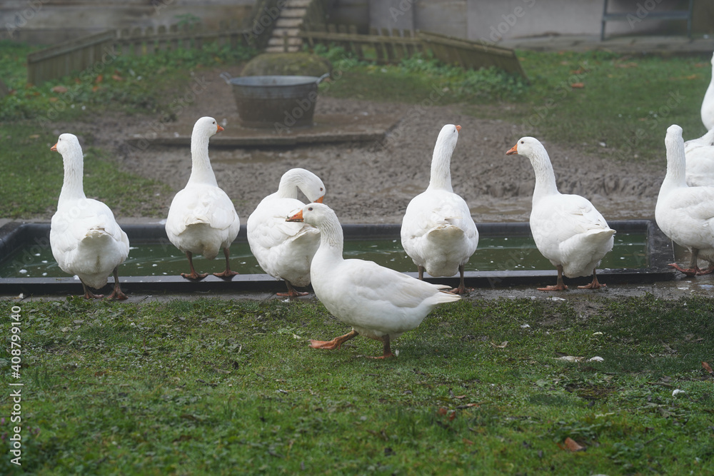 Group of white geese standing on grass near a pond. Group of white geese standing on grass near a pond.