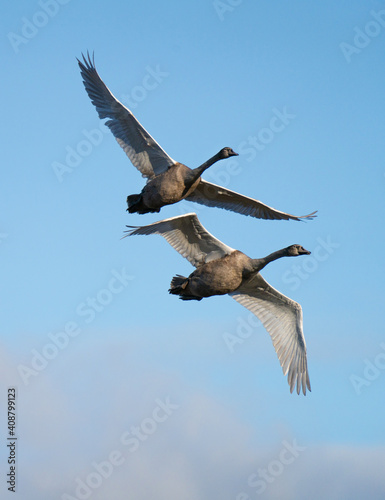 Young almost adult Mute swans fly over the lake one autumn day in Sweden.  Cygnus Olor .