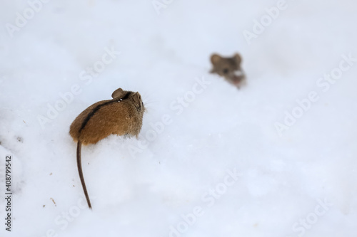 Fototapeta Naklejka Na Ścianę i Meble -  striped field mouse