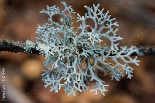 oak lichen Evernia prunastri photo