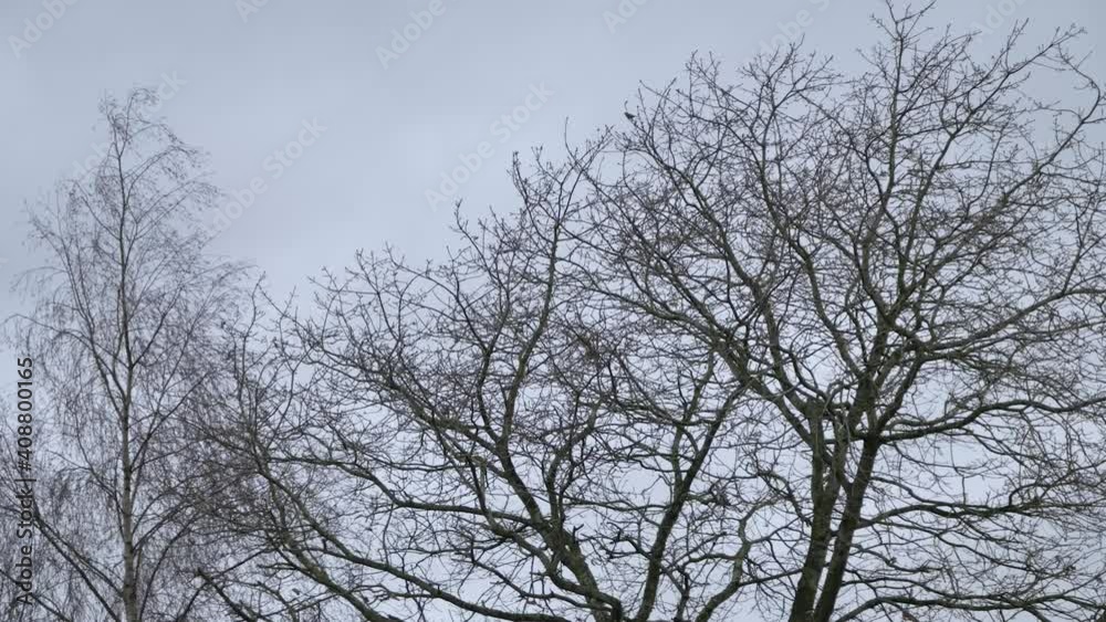 Low Angle Shot Looking Up at Bare Trees Swaying In Wind Low Angle Shot Looking Up at Bare Trees Swaying In Wind