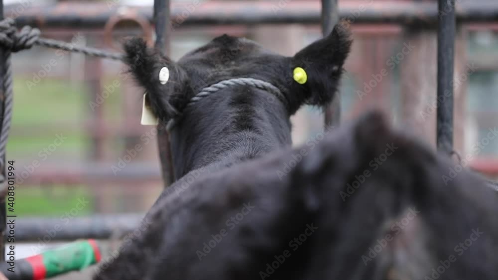 argentina´s ranch and farming, cattle and livestock, cows bulls and calfs breeding argentina´s ranch and farming, cattle and livestock, cows bulls and calfs breeding