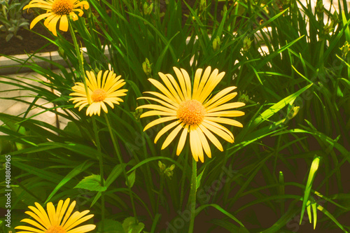 yellow garden daisies. flowers in the park. vintage film processing