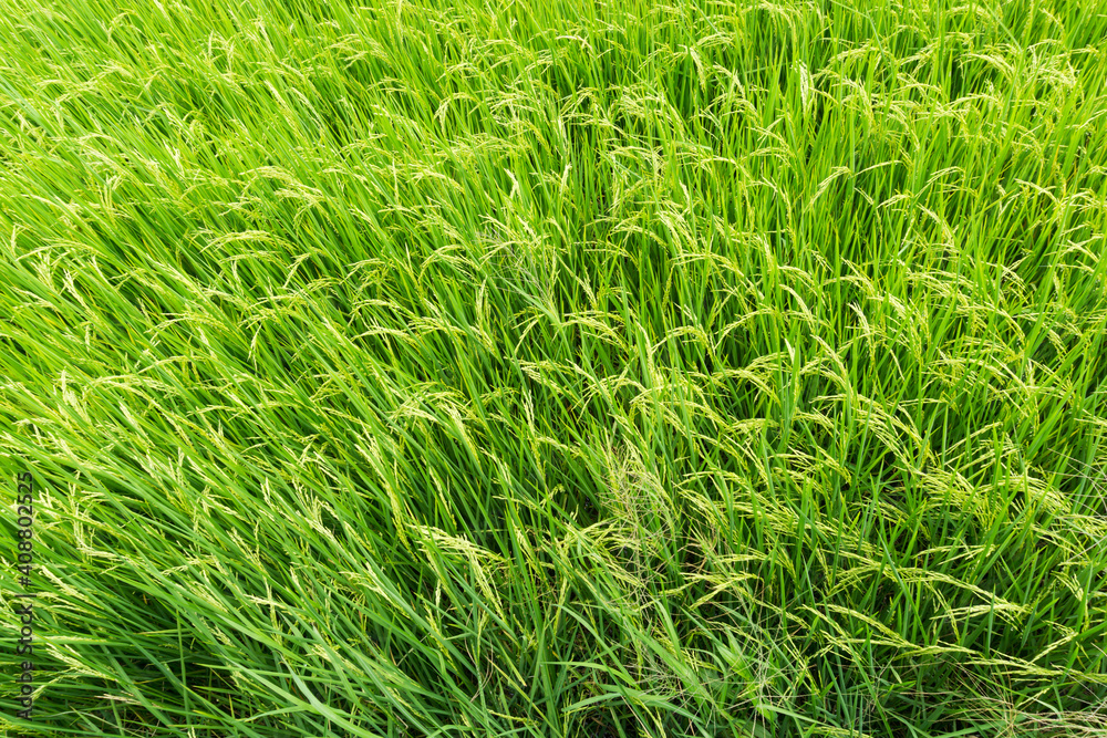 Beautiful Organic green paddy field in Thailand. Beautiful Organic green paddy field in Thailand.