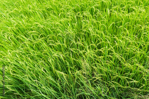 Beautiful Organic green paddy field in Thailand.