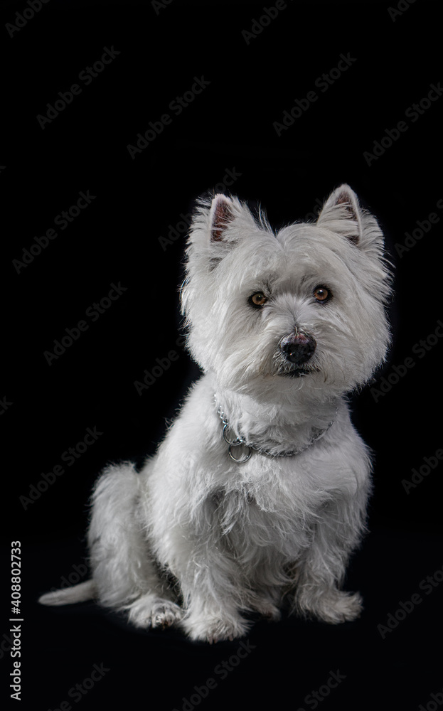 Perro Blanco West Highland white terrier Perro Blanco West Highland white terrier