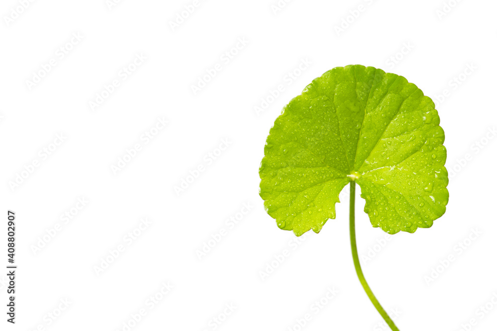 Fototapeta premium close up Gotu kola (Centella asiatica) leaves on white background