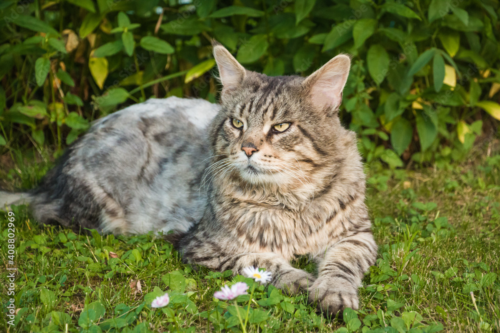 Maine Coon cat with green eyes laying on lawn