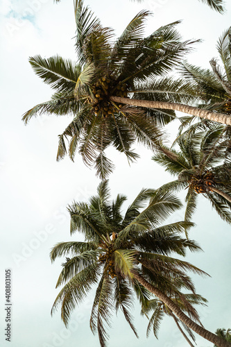 Tropikalne palmy kokosowe na tle zachodzącego słońca, plaży i oceanu.