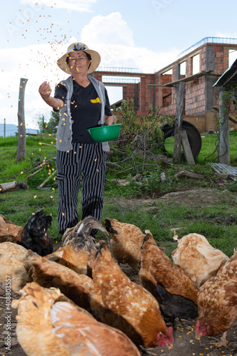 Old latin woman farmer feeding her chickens in a farm