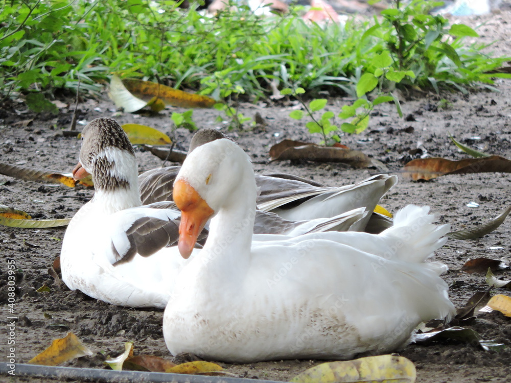 Obraz premium beautiful ducks