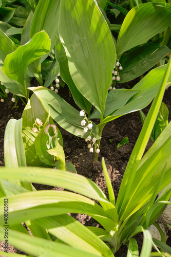 lilies of the valley in the sun