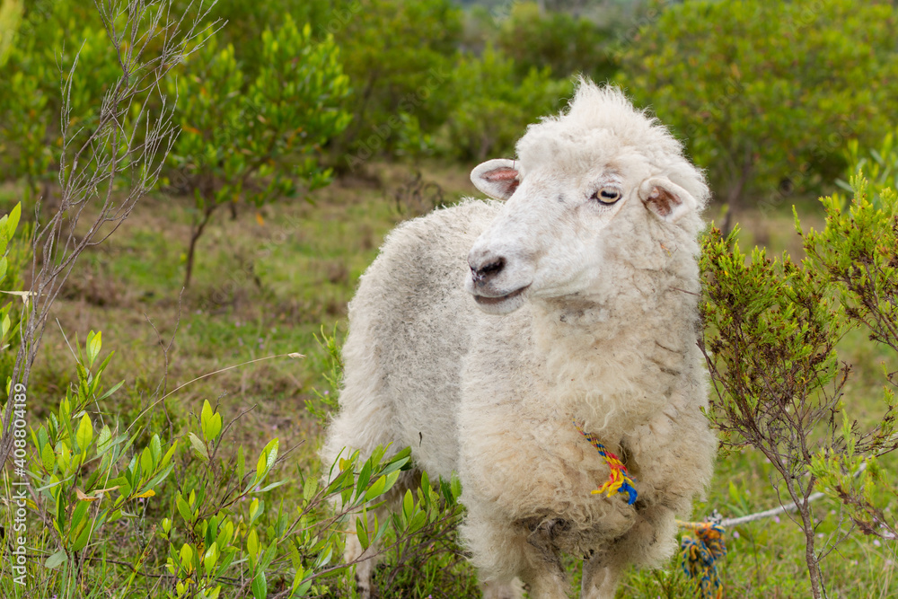Naklejka premium Single sheep standing on a pasture