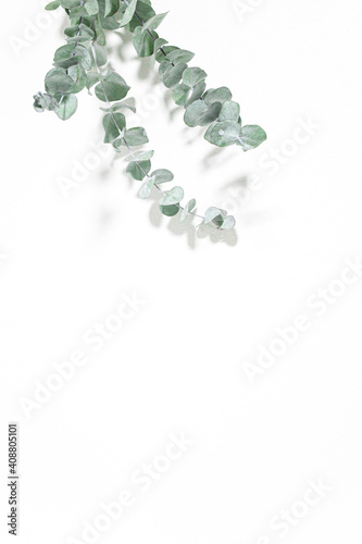 ユーカリ 爽やかな植物の白背景素材