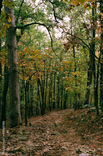 Arkansas woods