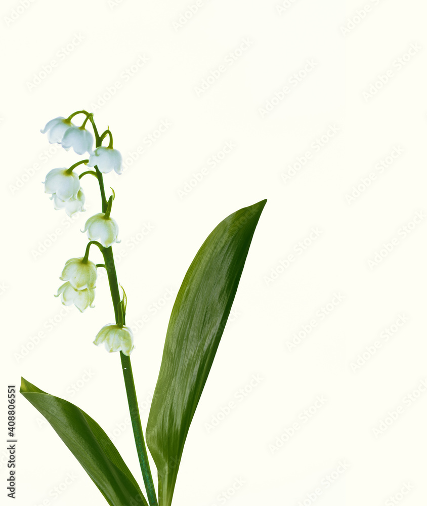Lily of the valley flower on white background. Lily of the valley flower on white background.