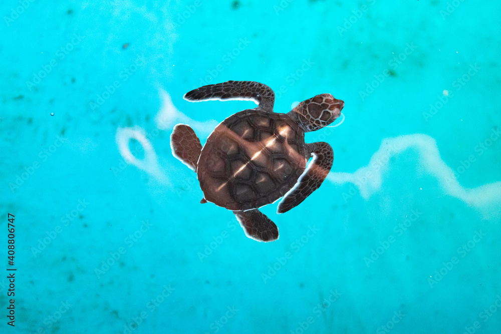 Obraz premium Bébé tortue luth du parc national de l'île de Penang, Malaisie