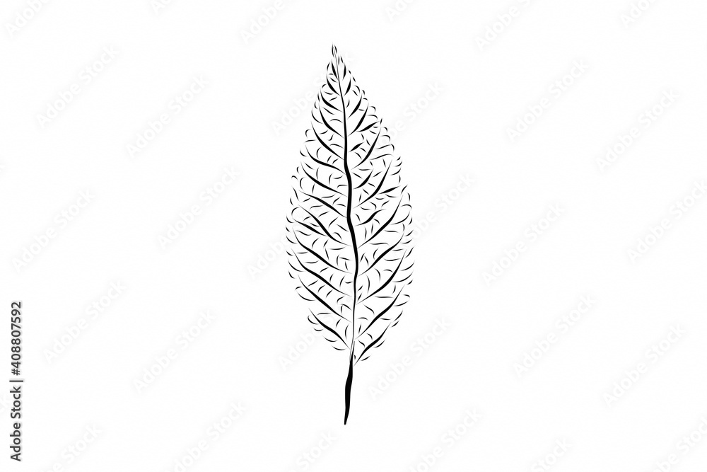 Beautiful illustration of leaf structure on plain white background