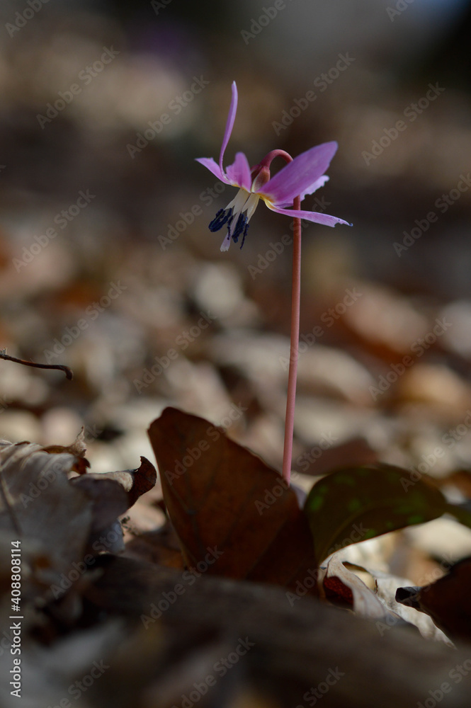 Erythronium dens-canis, Dog's tooth violet, Fawn lilies