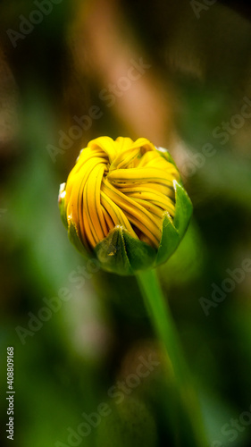 Macro Yellow