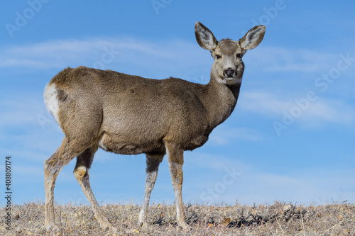 Colorado Wildlife. Wild Deer on the High Plains of Colorado. Mule Deer Doe on a grassy hill.