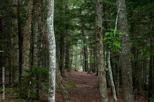 Forest Trail